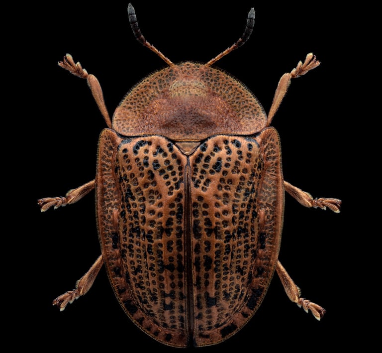 cassida nebulosa