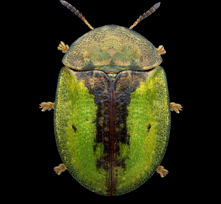 Cassida vibex