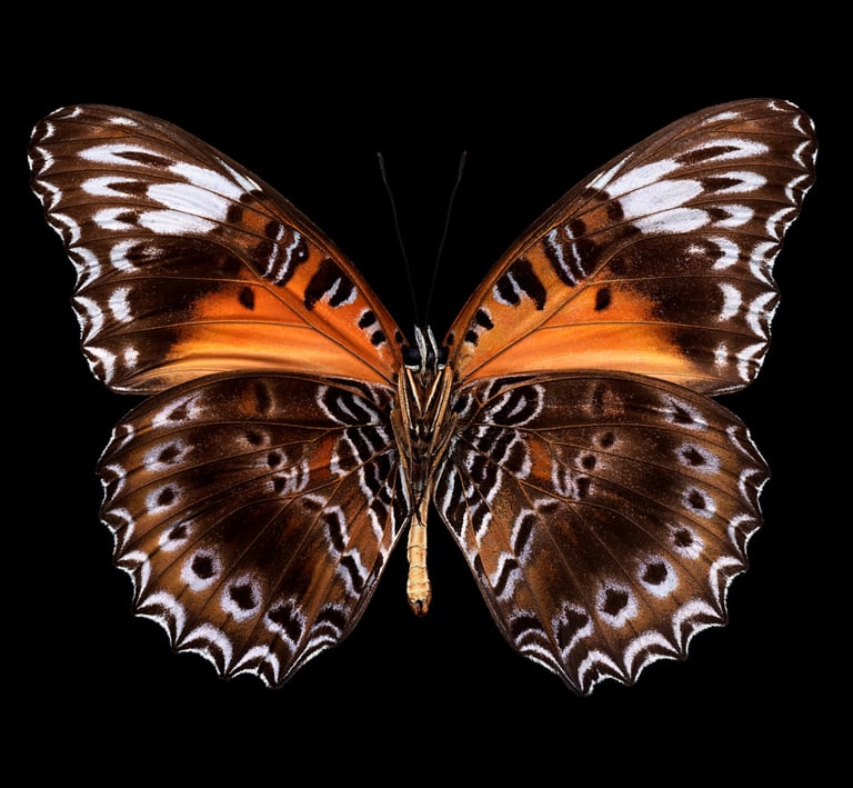 Cethosia cydippe chrysippe