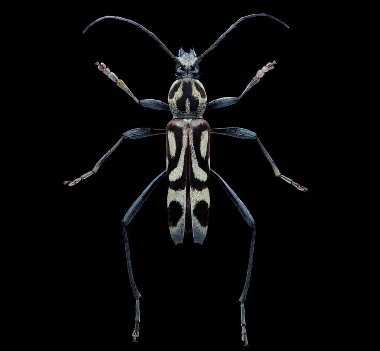 Chlorophorus annularis