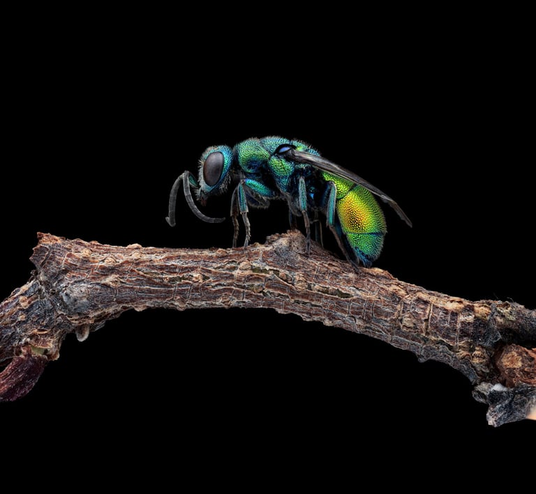 Chrysis chrysoprasina