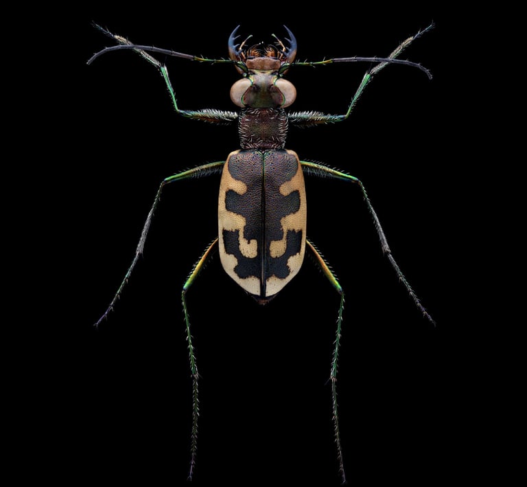 Cephalota litorea goudoti