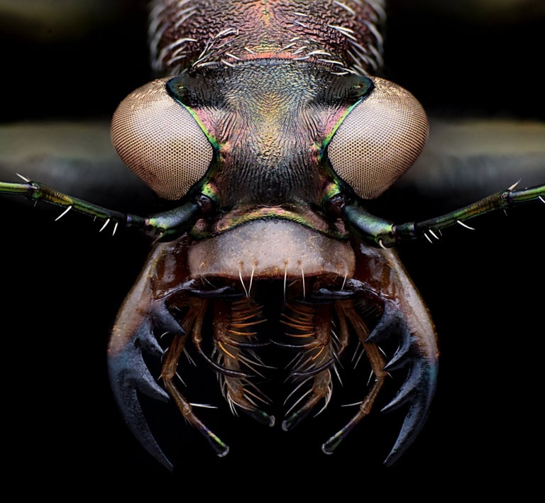 Cephalota litorea goudoti