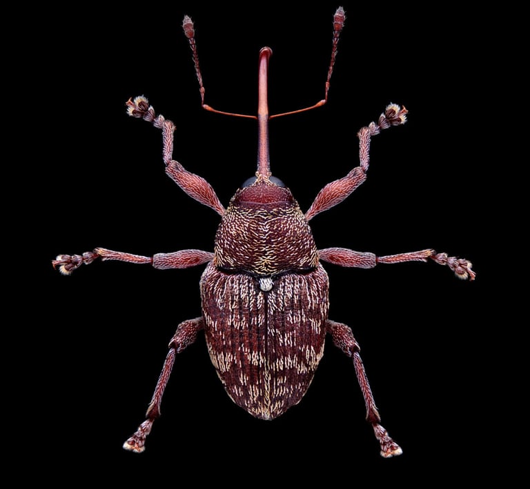 Curculio betulae