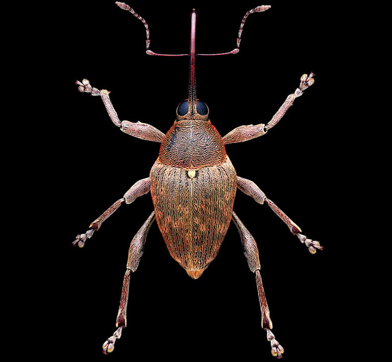 Curculio glandium