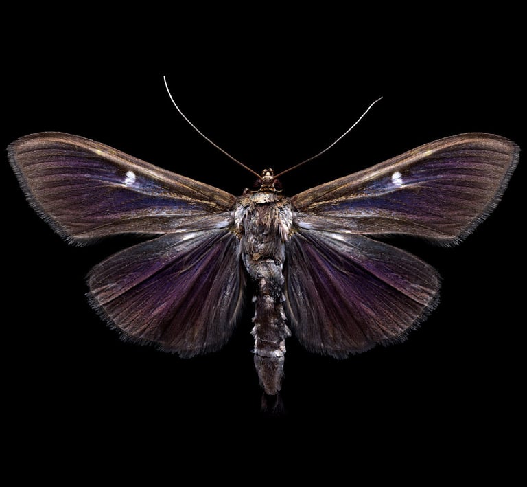 Cydalima perspectalis brown