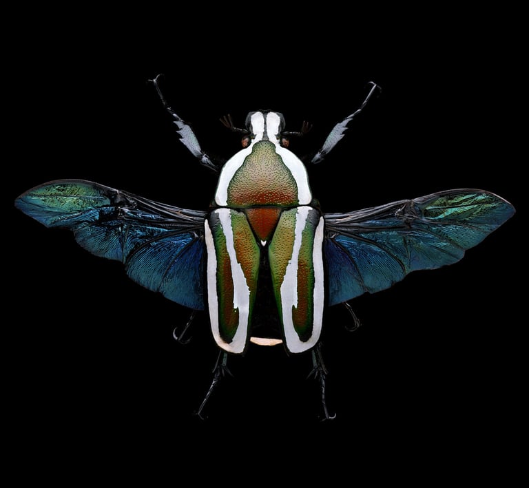 Dicronorrhina derbyana