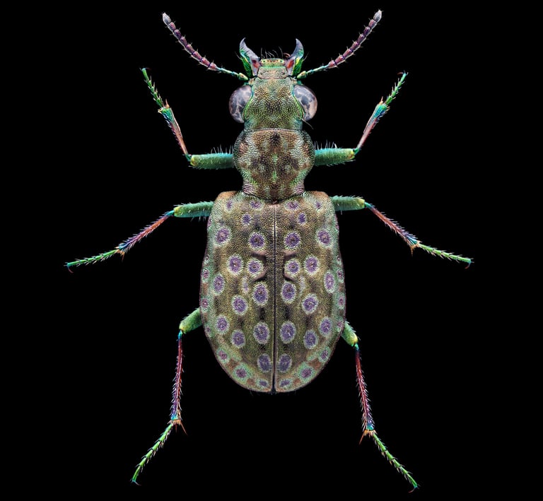 Elaphrus riparius