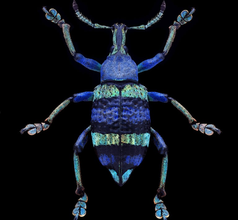 Eupholus schoenherri