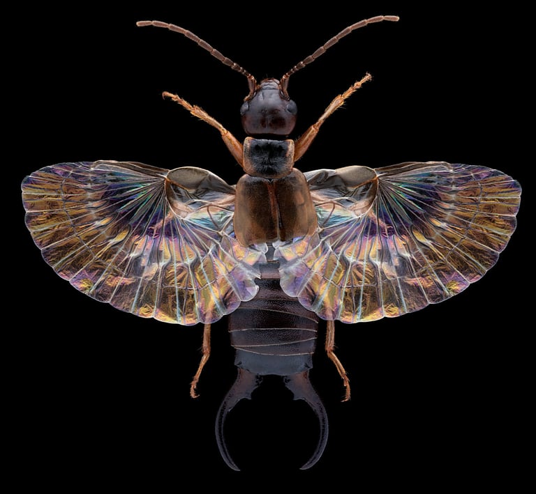 Forficula auricularia