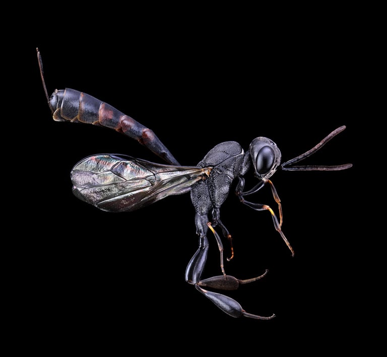 Gasteruption assectator