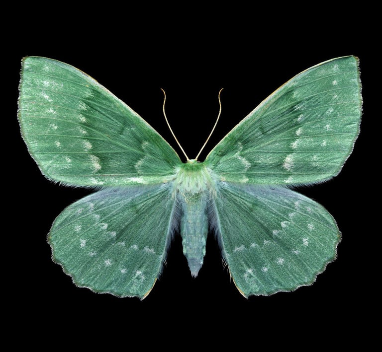 geometra papilionaria