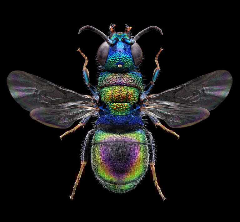 Hedychridium jucundum female