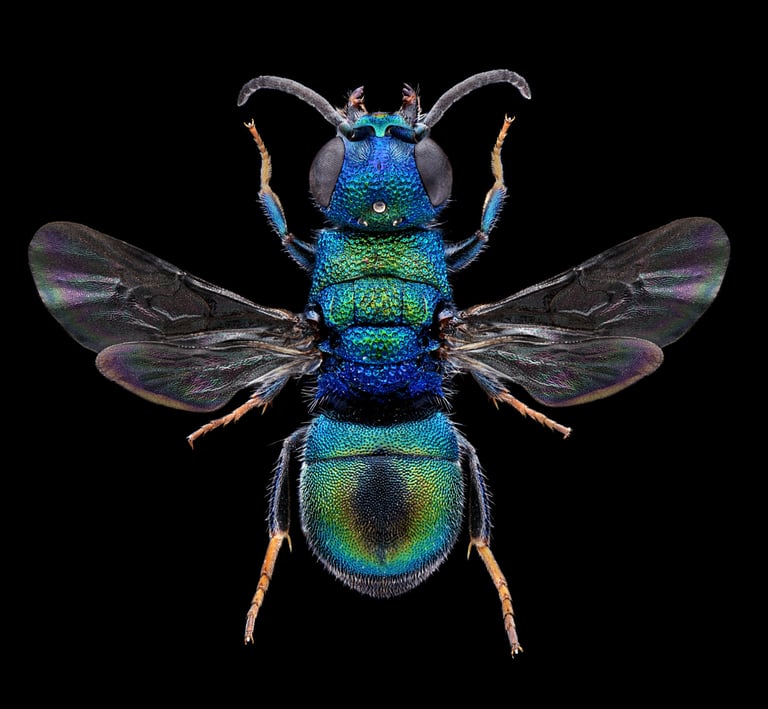 Hedychridium jucundum male