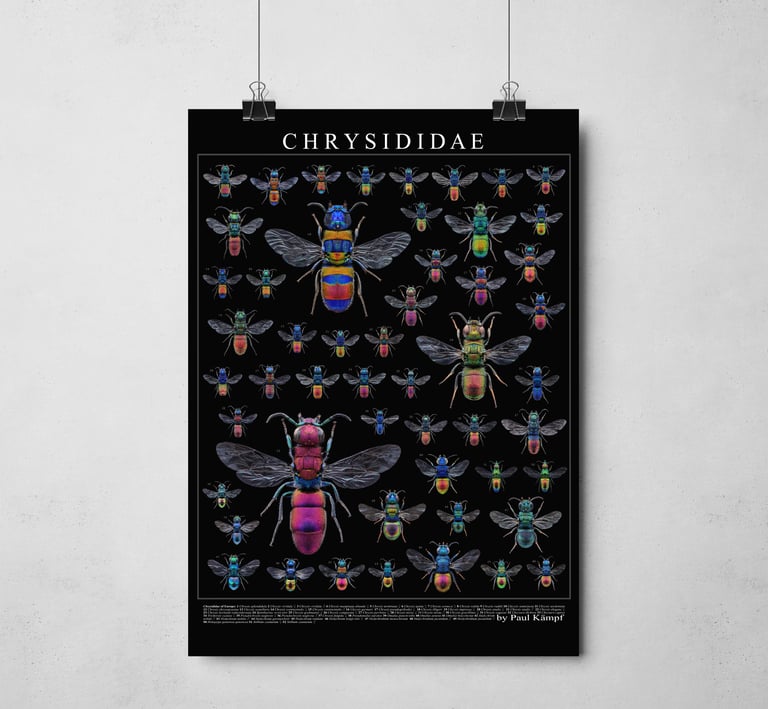 Chrysididae Poster Cuckoo wasp Goldwespe