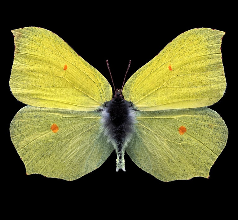 Gonepteryx rhamni