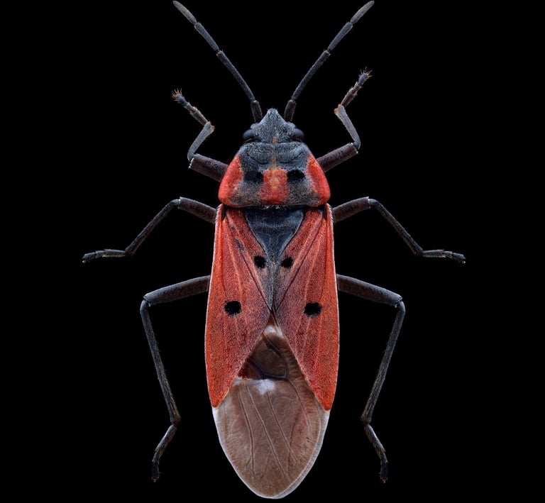 Lygaeus creticus