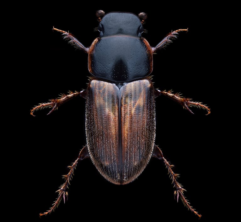 Melinotropus cf. prodromus