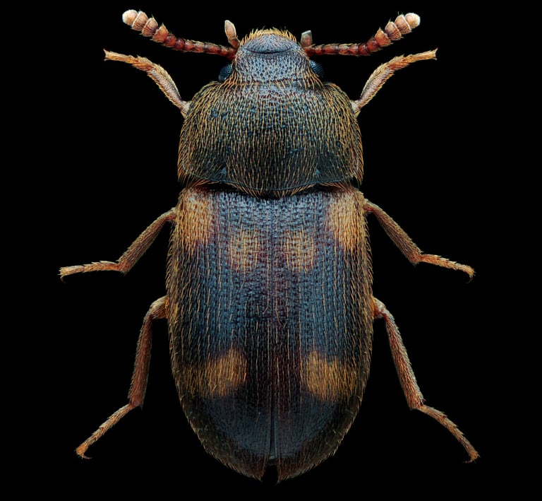 mycetophagus quadriguttatus