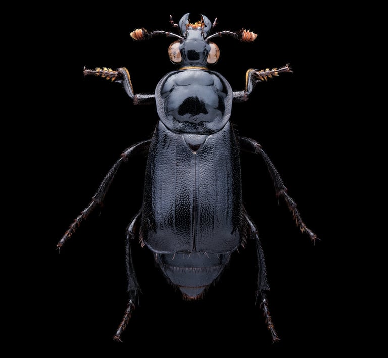 Nicrophorus humator