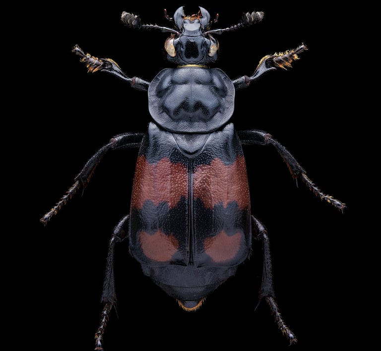 Nicrophorus vespilloides