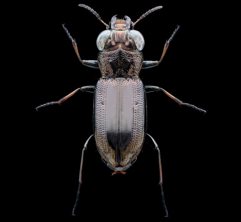 notiophilus biguttatus