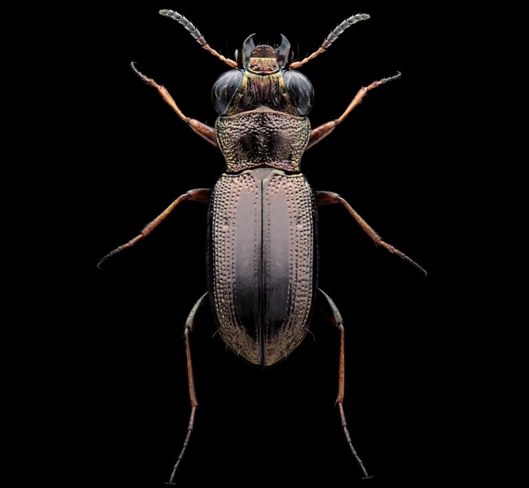 notiophilus rufipes