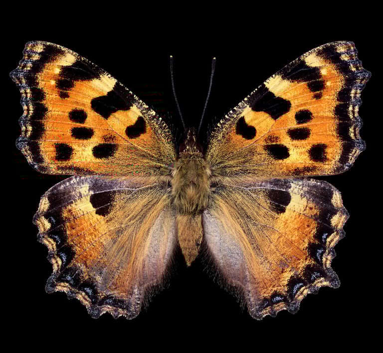 Nymphalis polychloros