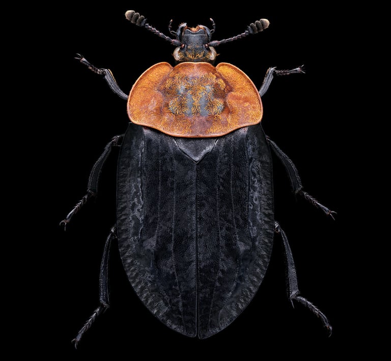 Oiceoptoma thoracica