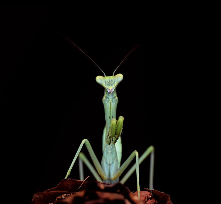 Omomantis zebrata
