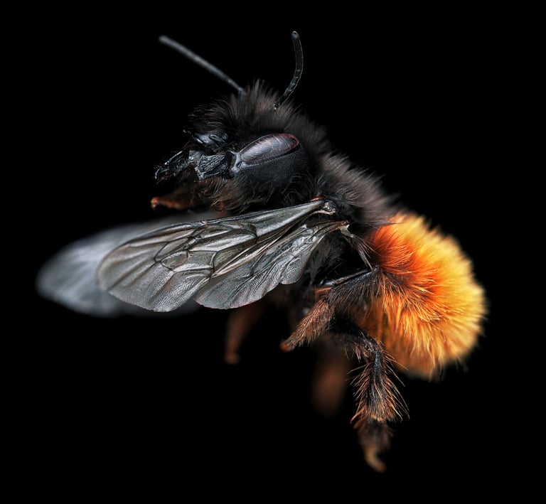 Osmia cornuta
