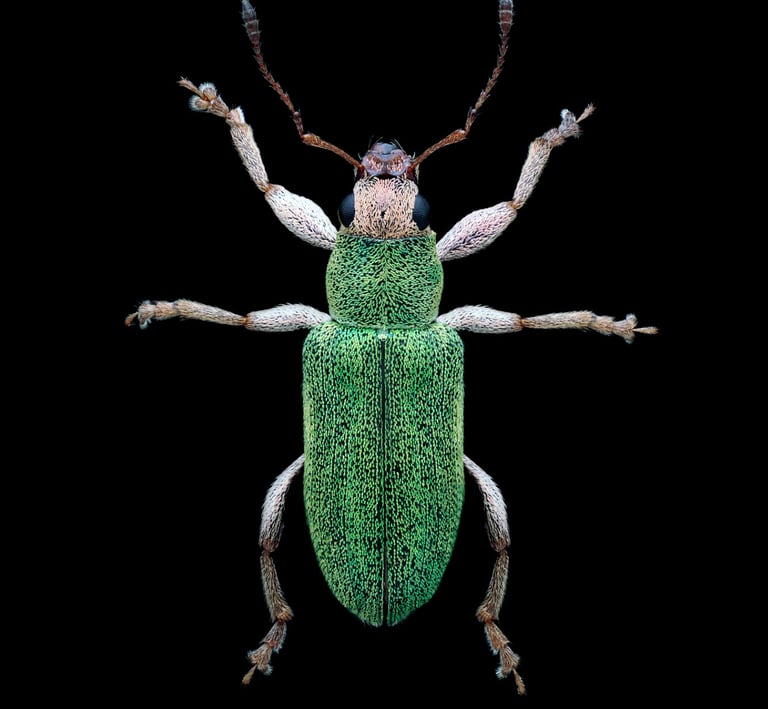 Pachyrhinus lethierryi