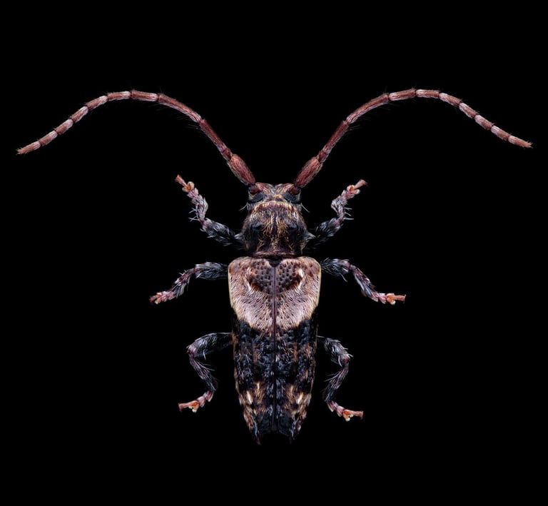 Pogonocherus hispidus