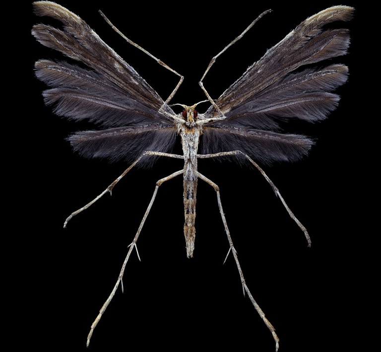 Pterophoridae