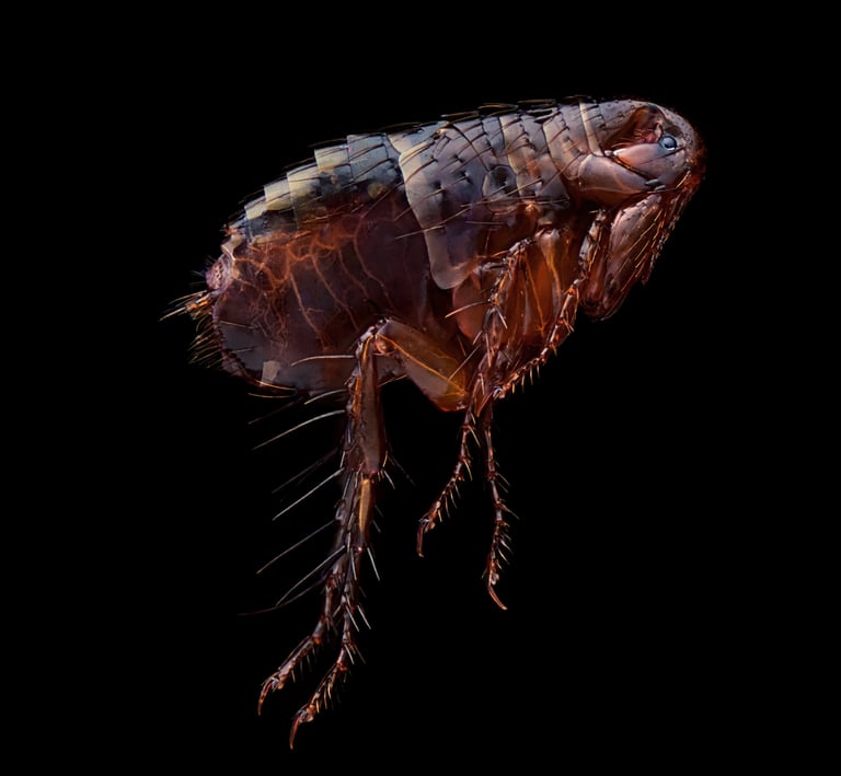 Pulicidae flee floh