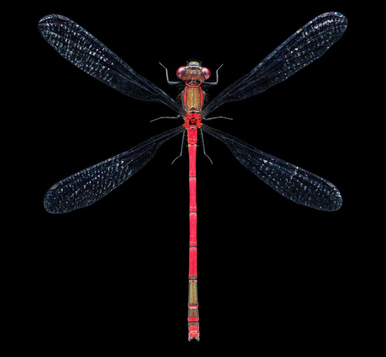 Pyrrhosoma nymphula