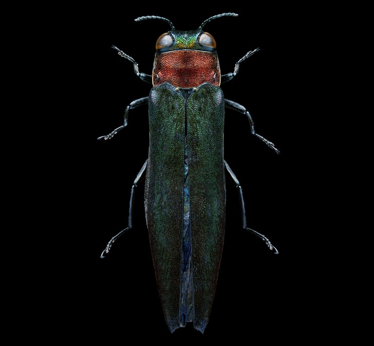 Agrilus sp.