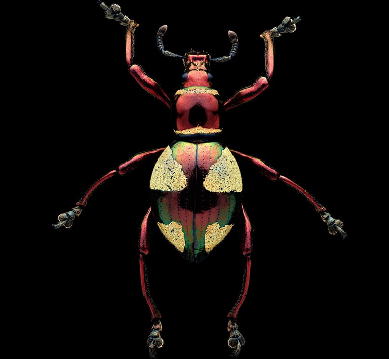 Pachyrhynchus amabilis