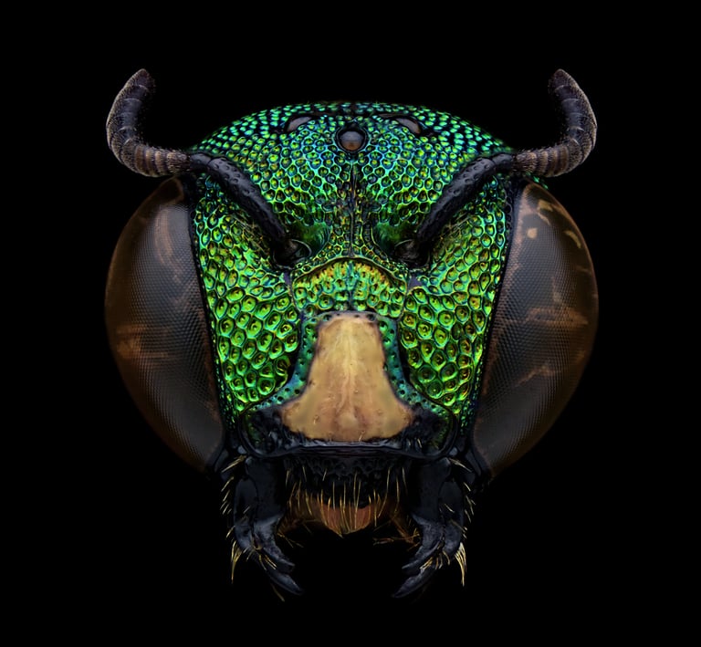 Ceratina head