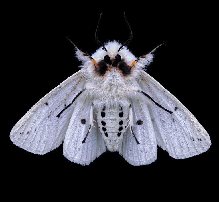 Spilosoma lubricipeda