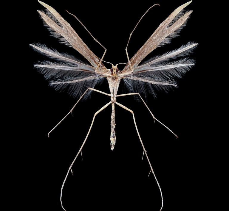 Stenoptilia sp