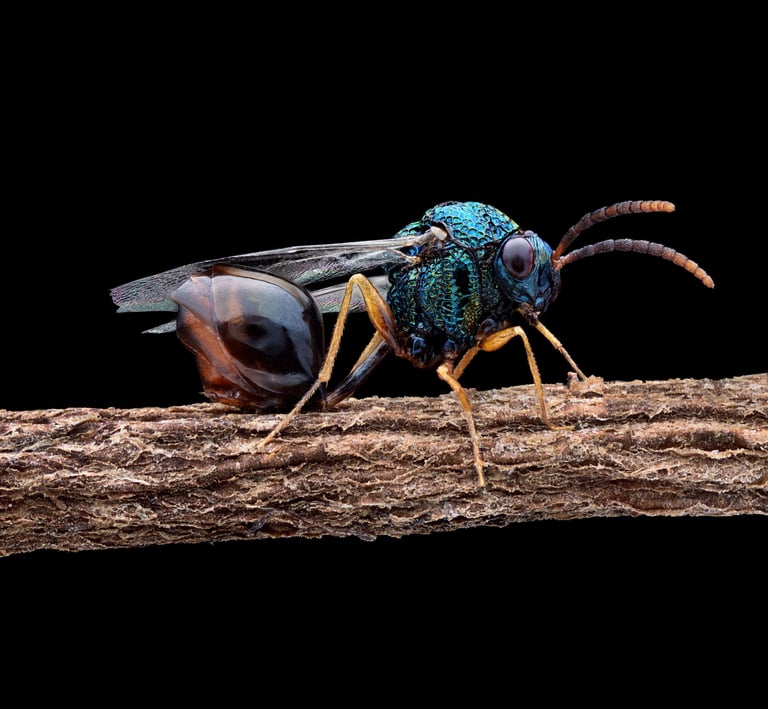 Stilbuula cyniformis