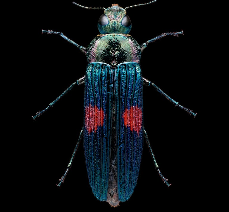 Strigoptera bimaculata