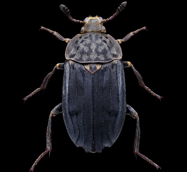 Thanatophilus sinuatus