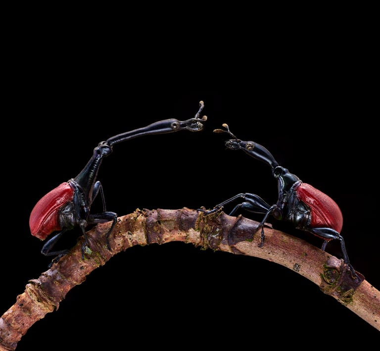 Trachelophorus giraffa