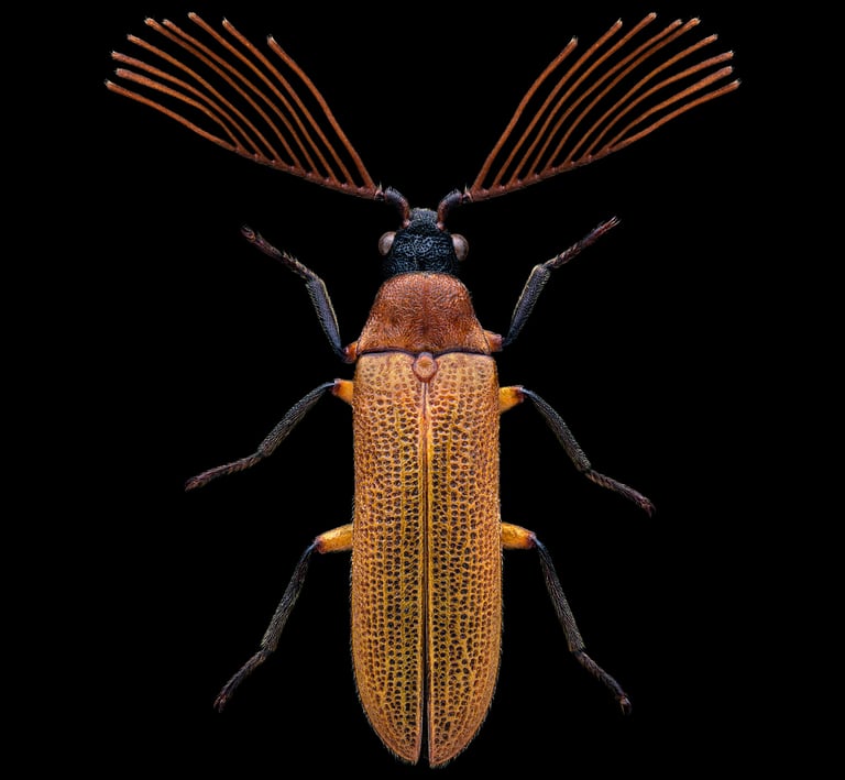 Callirhipidae