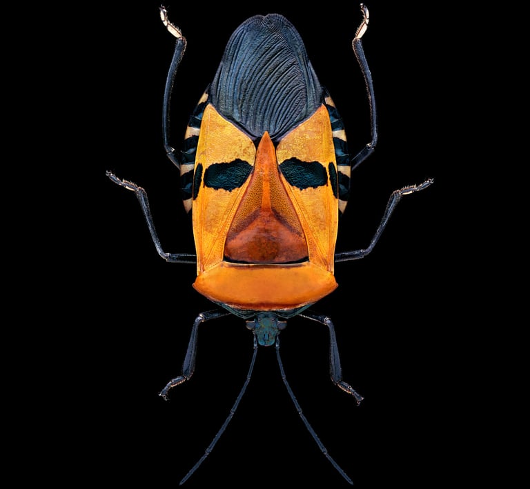 Catacanthus incarnatus