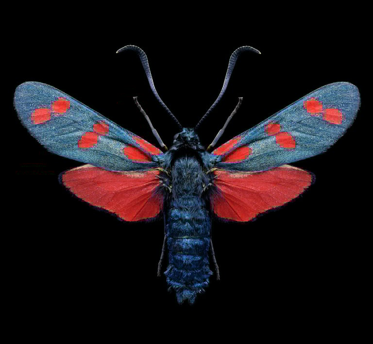 Zygaena filipendulae