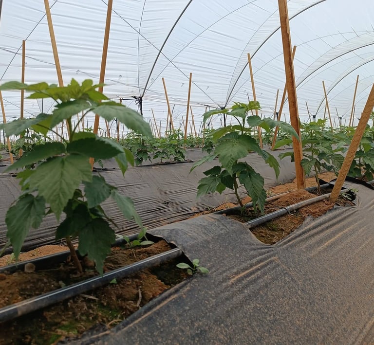 riego por goteo en cultivo de berries