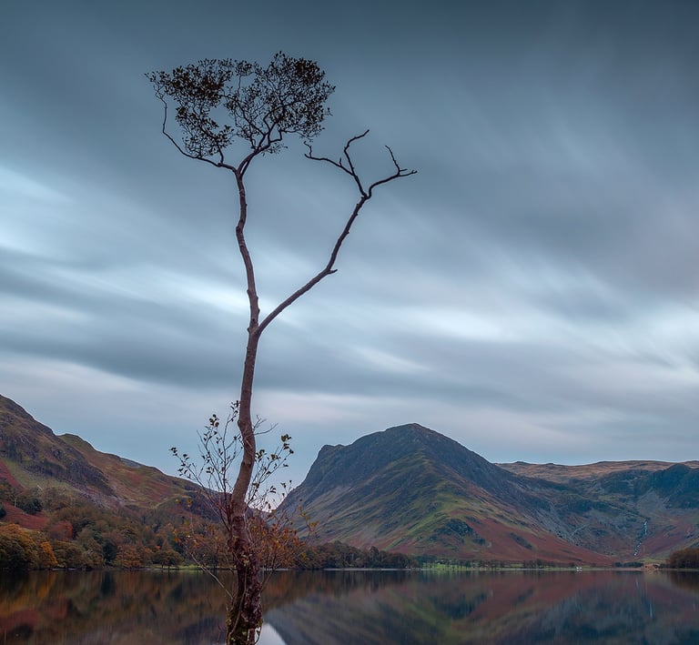 The famous lone tree of Buttermere ©Mick Howard